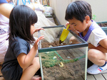 [5月] カブト虫の幼虫さん、土のフトンにお引越し